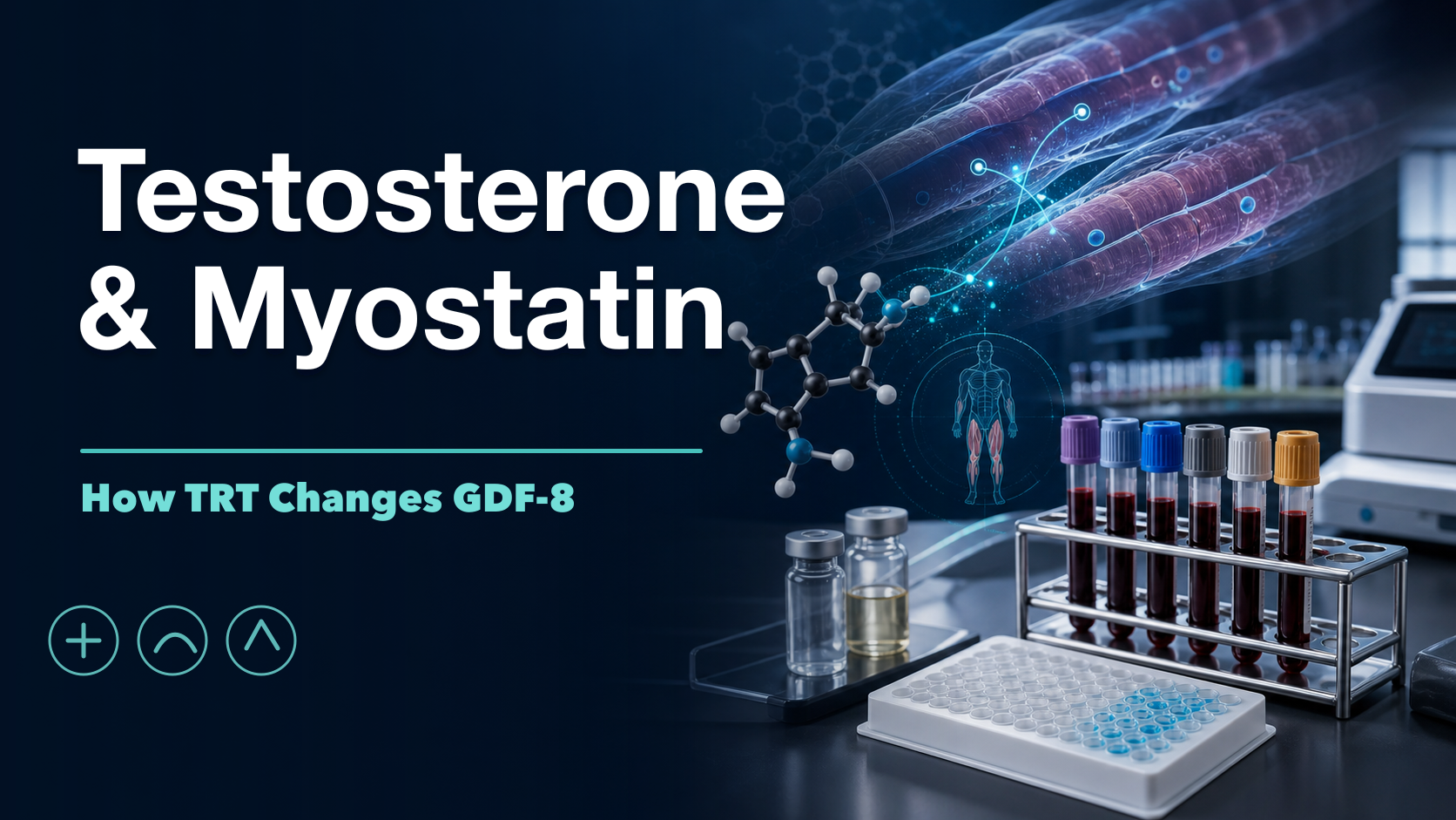 Testosterone and Myostatin: How TRT Suppresses GDF-8 | Myostatin ...